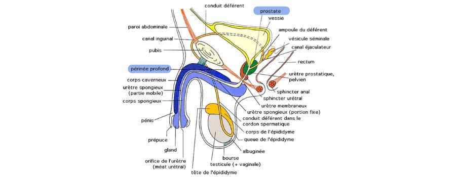Schéma des organes composant le sexe masculin pour comprendre la rééducation prostate.