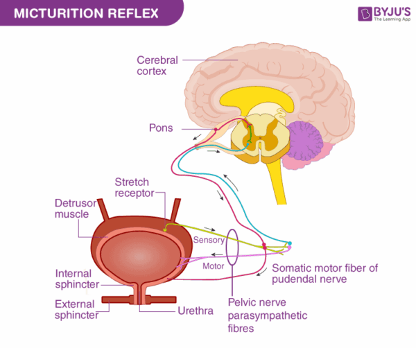 réflexe mictionnel - rééducation vessie